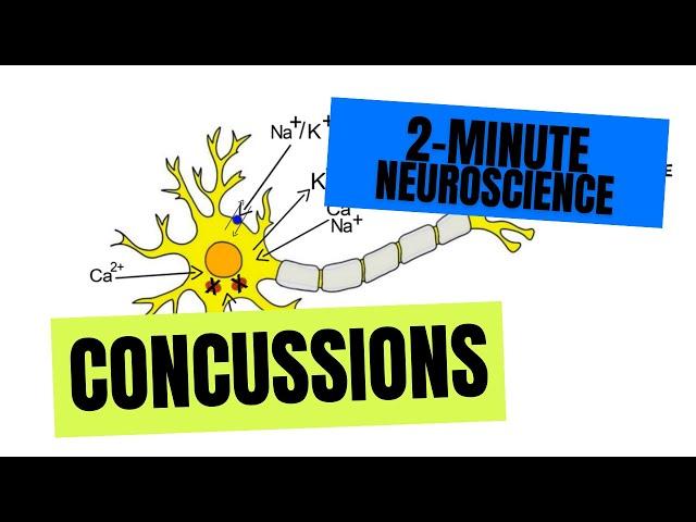 2-Minute Neuroscience: Concussions