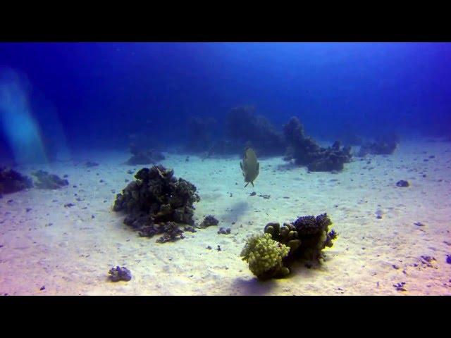 Dibing Hurghada Reef Gota Abu Ramada 2016