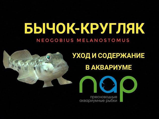 Бычок-кругляк. Уход и содержание в аквариуме.Neogobius melanostomus