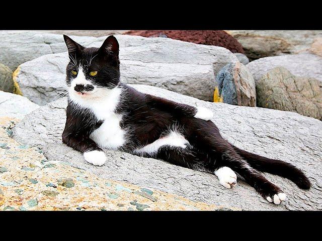 Funny animals - Funny cats / dogs - Funny animal videos 49