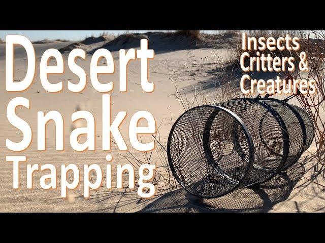 Desert Snake Trapping -Catching Critters and Creatures