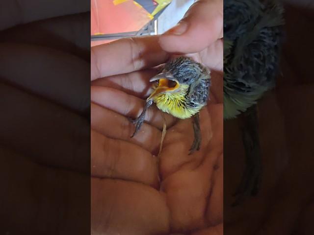 a small sparrow child its so cute  #shortsvideo #shorts #short #reality #viralpost2025 #cute #birds