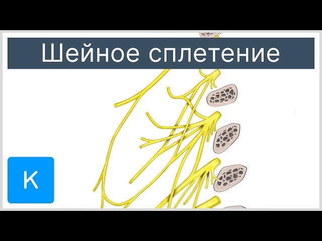 Шейное сплетение - Анатомия человека | Kenhub