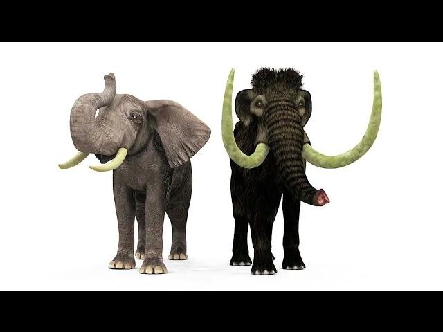 Слоны и мамонты – родственники или нет? Elephants and mammoths – relatives or not?