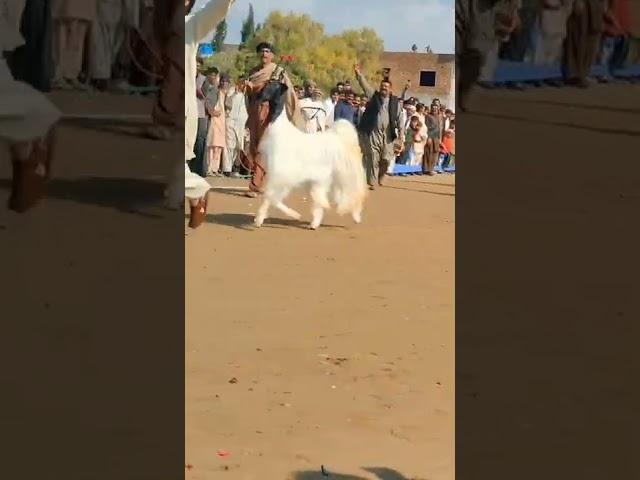 beautiful goat video Whatsapp status