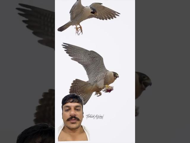 #birds #eagle #wildlife #birdhunting #اكسبلور #nature #hunting #adventureexploring