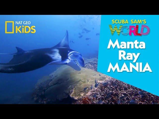 Manta Ray Mania | Scuba Sam's World