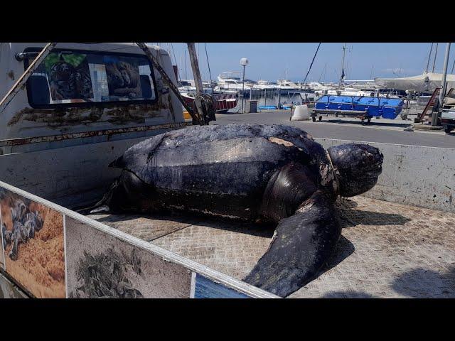 Trovata morta una tartaruga liuto di 300kg