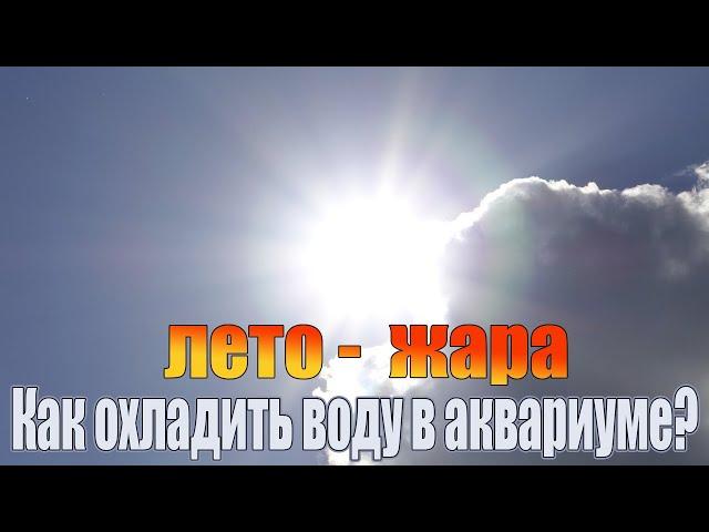 Как летом в жару охладить воду в аквариуме. И зачем вообще это нужно делать