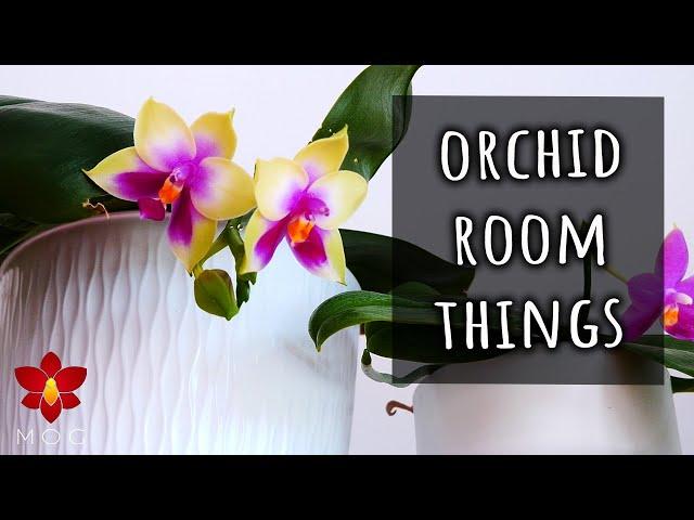 Exciting Orchid buds and spikes! - Orchid room slowly coming together 