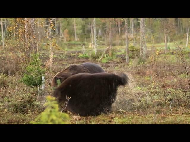 Fighting brown bears