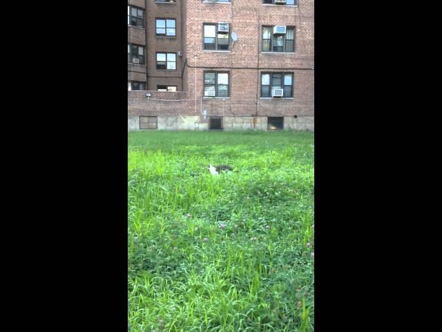 Morning cat is browsing through field of grass