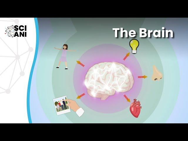 The wonder that is your brain: How and why we study it