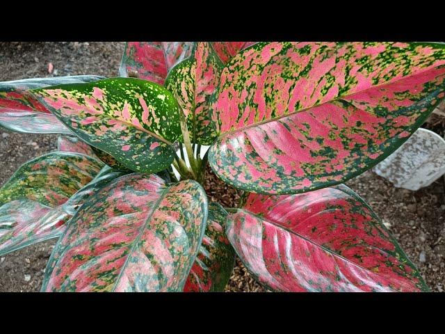 I Tried to Propagate Aglaonema Sherly Using New Growing Media