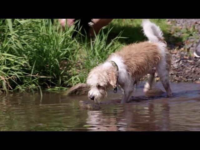 In die Reha mit Hund / Kur mit Hund