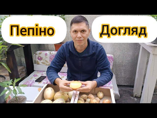 Пепіно взимку, як зберегти щоб мати гарний врожай на наступний рік.