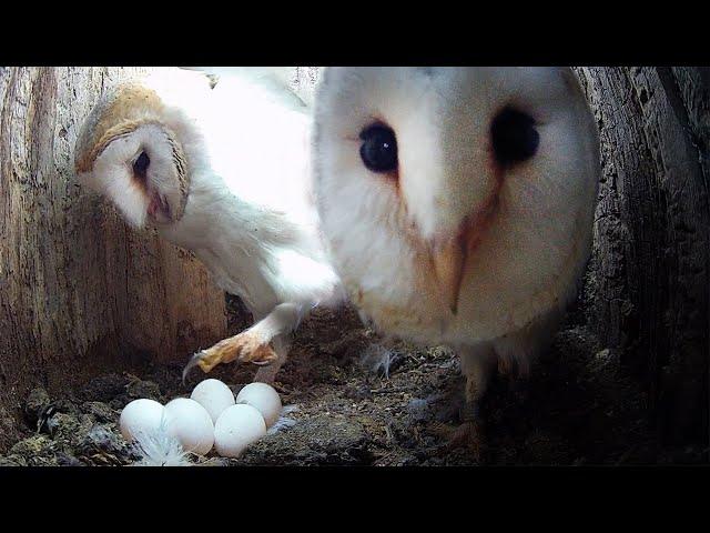 Barn Owls' Go For Second Brood | Gylfie & Dryer | Robert E Fuller