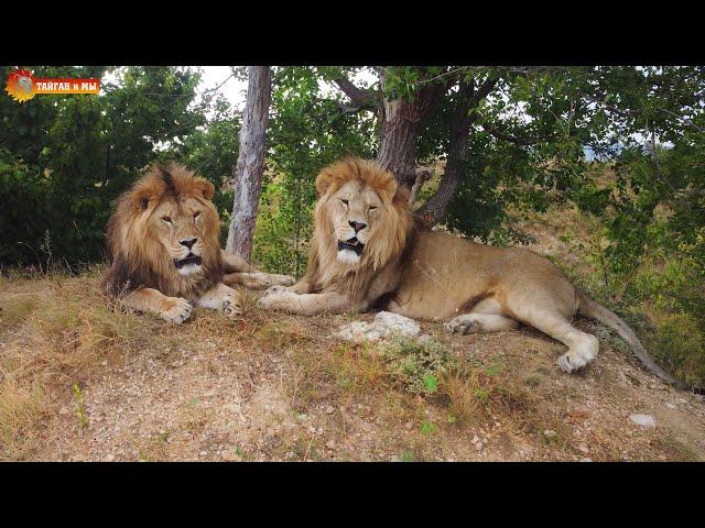 Львы Манюни ушли на овраги. Но от дрона не спрятаться  Тайган. filming lions by drone DJI Mini 2.