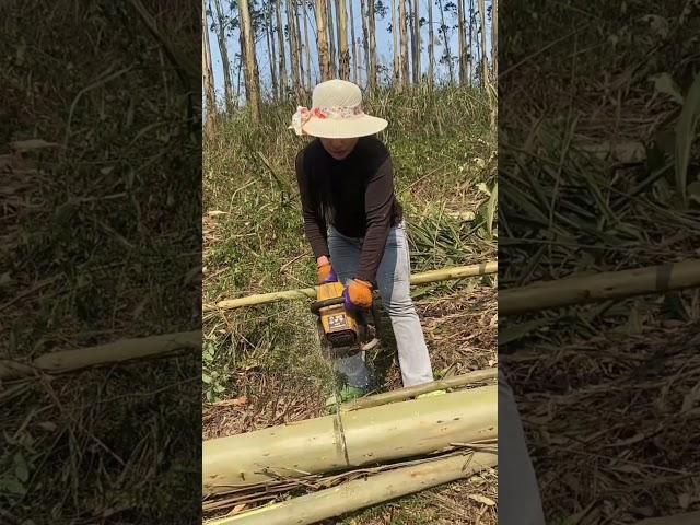 Amazing method of cutting eucalyptus tree wood
