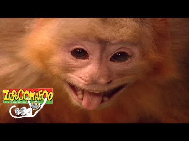  Zoboomafoo 115 - Fling | HD | Full Episode 