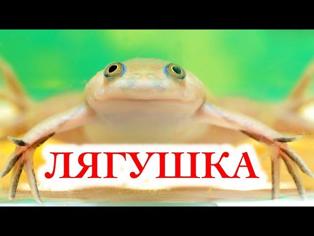 Шпорцевая аквариумная лягушка. Содержание, размножение, совместимость и чем кормить Xenopus laevis