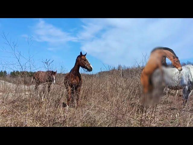 The Season On The Farm Is Mixed With e Breeds Of Quarter Horses