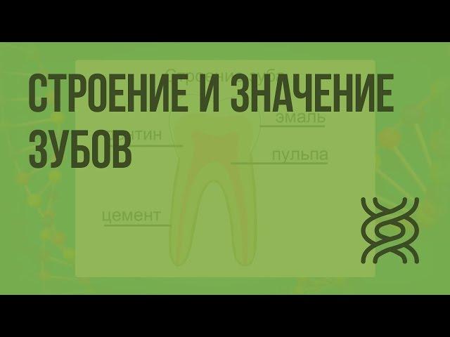 Строение и значение зубов. Видеоурок по биологии 8 класс