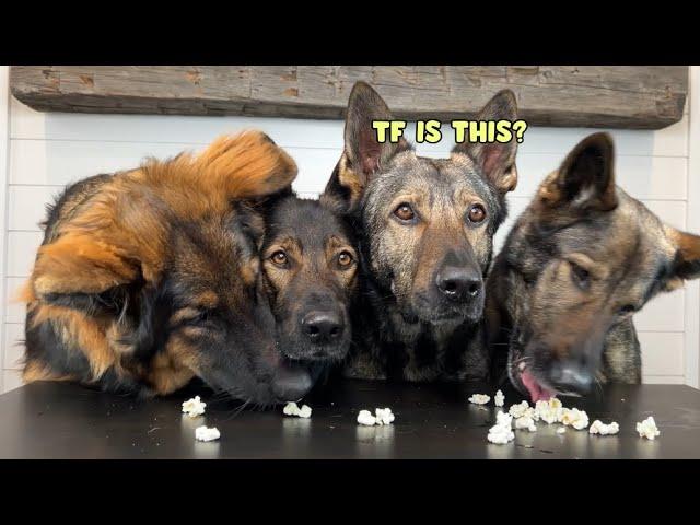 Four German Shepherds Review Food