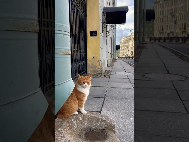 Питерский Котий | #кот #питер #улица #коты #кошка #кот #cat #cats #котики #коты #котейка #kizaru