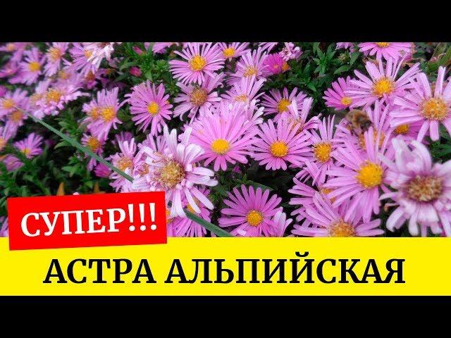 Астра альпийская!!! Как лучше посеять??? Выращиваем из семян