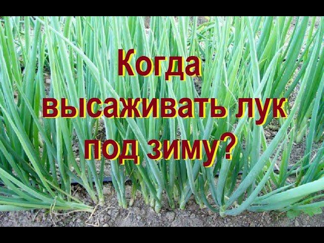 Когда высаживать лук под зиму? Названы оптимальные сроки и подходящие сорта!