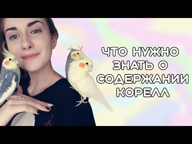 КТО ЛУЧШЕ В СОДЕРЖАНИИ: КОРЕЛЛЫ ИЛИ ОЖЕРЕЛОВЫЕ ПОПУГАИ? Совместное видео с Bird Space