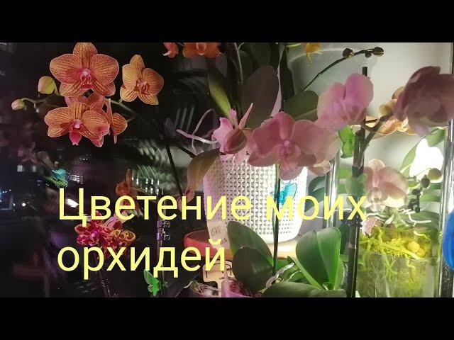 Хожу и любуюсь//Орхидеи цветут//12.12.22