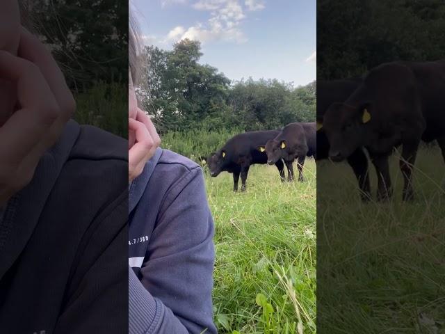 dancing cow #cow#funny#dancing#baby#laugh#animals