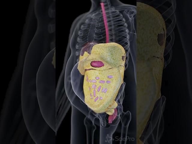  Understanding Visceral Fat: More Than Just a Number on the Scale 