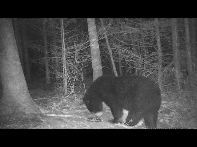 2022 Bear Trapping Video #1