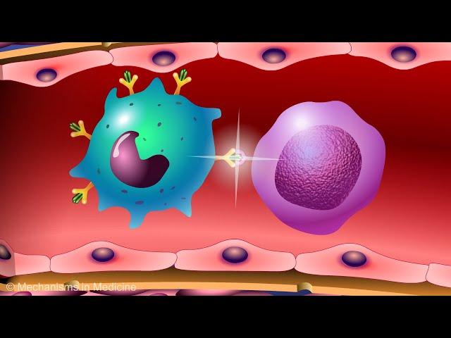 Vaccines and the Immune Response: How Vaccines Work