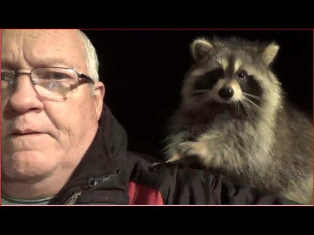 Raccoon Whisperer Story  - CBC Television Halifax, NS