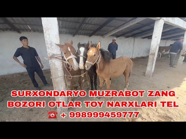 Surxondaryo Muzrabot zang bozori otlar toy narxlari tel️ + 998999459777