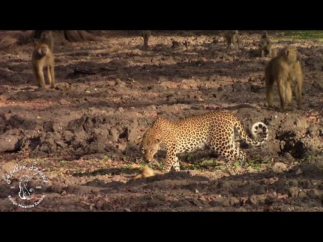 Shenton Safaris: Leopard vs. Baboon!