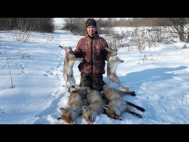 Охота Супер! Такое Бывает Очень Редко! Еще И Живая Дрессированная Лиса!