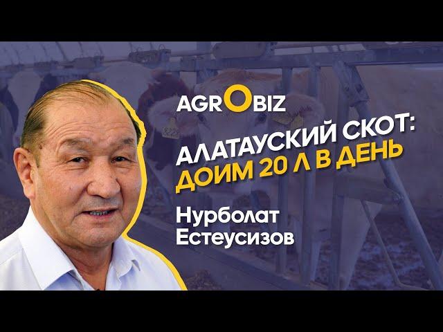 Алатауская порода КРС в Казахстане — рацион, продуктивность и содержание | Междуреченск Агро |ElDala