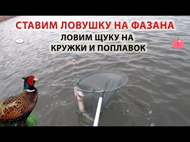 Рыбалка зимой. Ловим щуку на кружки и поплавок, ставим ловушки на фазана!