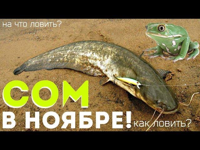 Как и на что ловить сома поздней осенью? Как ловить сома осенью в ноябре?