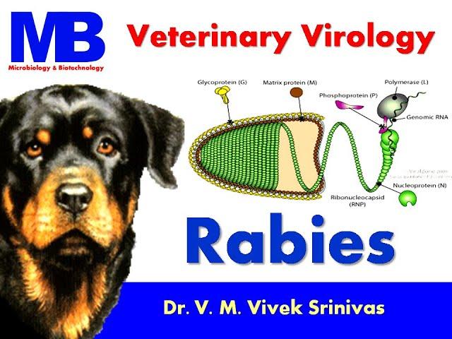 RABIES | Microbiology | Vivek Srinivas | #Rabies #Veterinaryscience #Onehealth