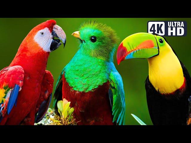 MOST BEAUTIFUL BIRDS IN BRAZIL | COLOURFUL BIRDS | RELAXING SOUNDS | STUNNING NATURE | STRESS RELIEF