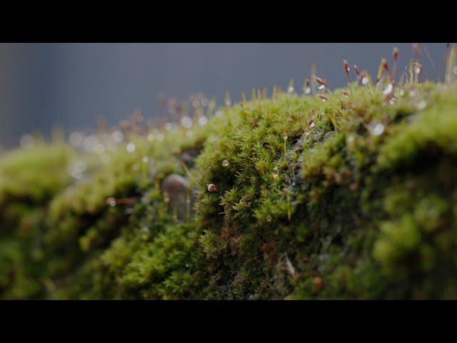 Moss, the brilliant green icon of the Pacific Northwest, and the microscopic world it supports