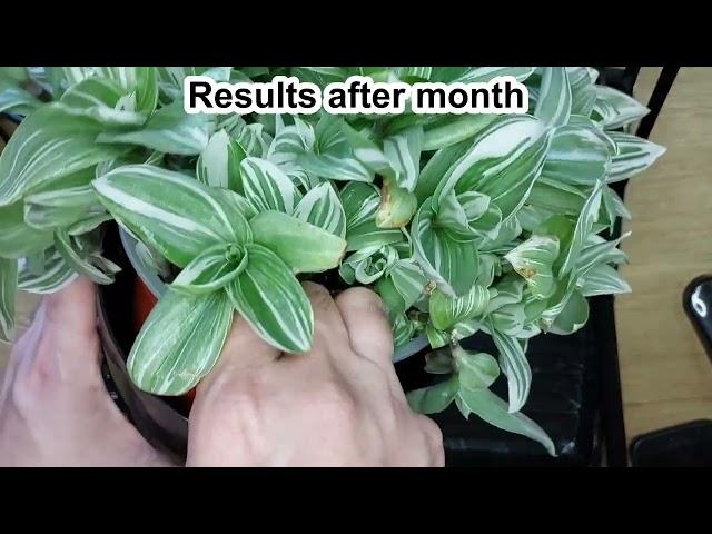 Tradescantia. My way to propagate big bush plant. Tradescantia plant care. Plant Helper