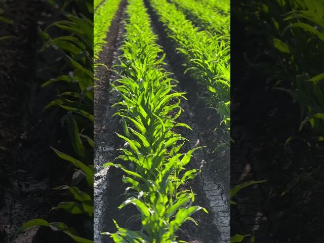 Corn 2024    #corn #agriculture #farming #farm #agro #track