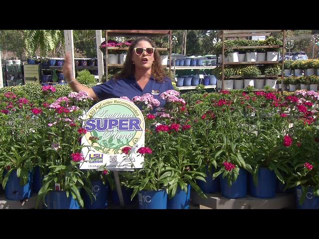 Super Plant Jolt dianthus gives long-lasting beauty